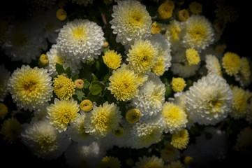 Fototapeta na wymiar White Yellow Flowers