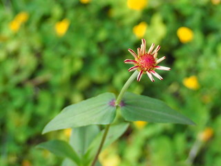 Zinnia violacea Cav. Flower bud