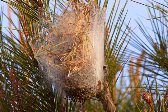 Pine Processionary caterpillar nest