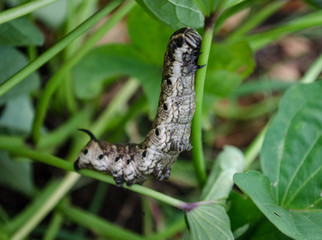 Sweet Potato Hornworm - Hawk Moth Caterpillar