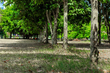 tree in park lined up with green leaf