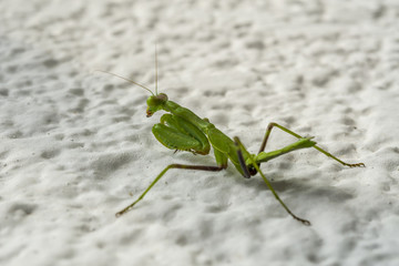 Grasshopper on a stone