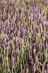 Obraz premium Lavender, bright purple