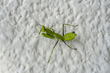 Grasshopper on a stone