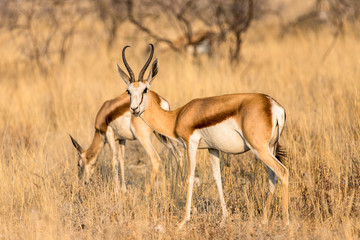 Fototapeta premium Méfiance et inquiétude. Springbock dans le parc national d'Etosha