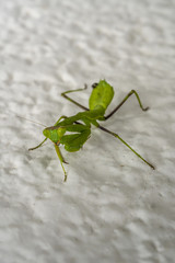 Grasshopper on a stone