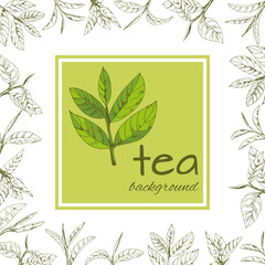 vector green tea leaves and branches, hand-drawn - 228276595