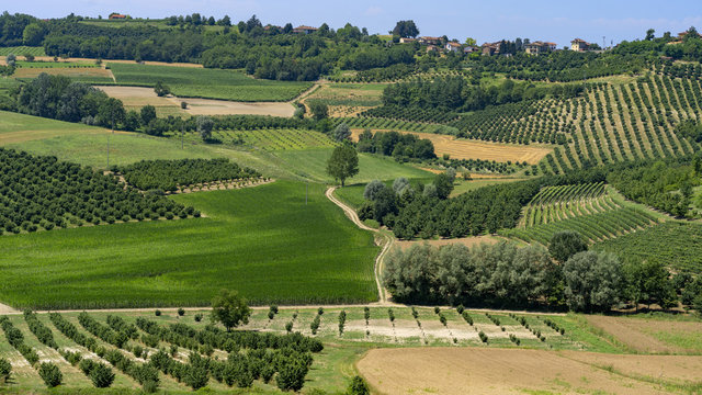 Vineyards near Govone, Asti, in Monferrato