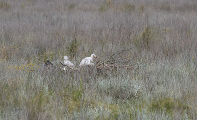 chicks of the steppe eagle in the nest