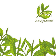 vector green tea leaves and branches, hand-drawn - 228277313