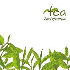 vector green tea leaves and branches, hand-drawn - 228277510