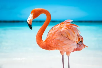 Gordijnen roze flamingo © granagab86