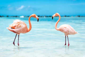 Foto op Canvas roze flamingo& 39 s © granagab86