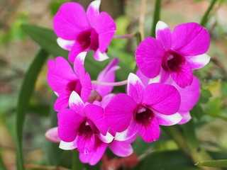 Dendrobium bigibbum orchid.