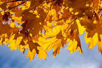 Naklejka na ściany i meble Yellow maple leaves. The sun's rays through the yellow leaves. Bright yellow background.