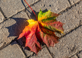 A maple leaf lies on a stone pavement. Red-orange-yellow-green autumn leaf.