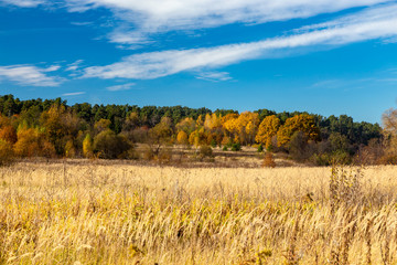 Autumn landscape. Bright autumn forest.