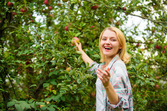 Farm produce organic natural product. Girl rustic style gather apples harvest garden autumn day. Farmer picking ripe fruit from tree. Harvesting season concept. Woman hold apple garden background