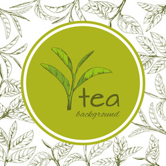 vector green tea leaves and branches, hand-drawn - 228278522