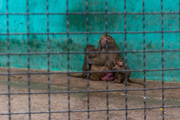 Macaca fuscata at the zoo