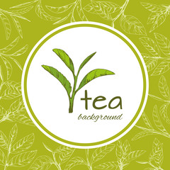 vector green tea leaves and branches, hand-drawn - 228278706
