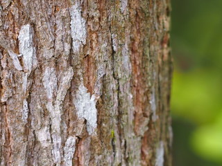 Beautiful tree surface