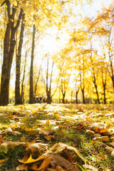 Autumn landscape. Warm autumn day in a bright color park. Orange foliage and trees in the forest. 