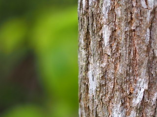 Beautiful tree surface