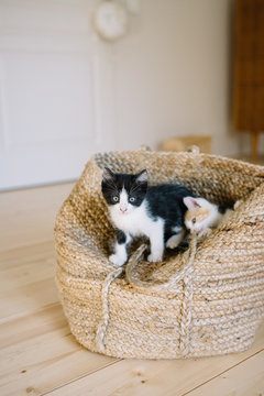 Chaton noir et blanc dans un panier 