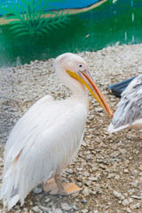 Pelican at the zoo