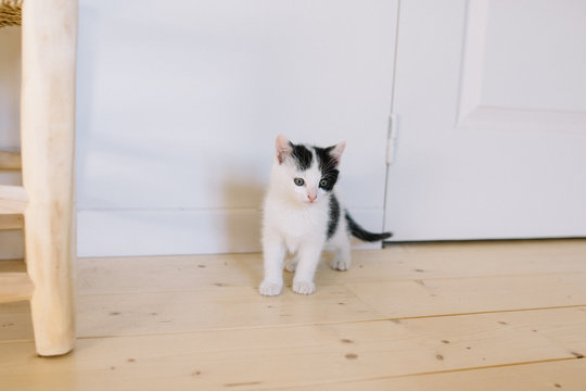 petit chaton 