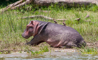 Fototapeta na wymiar Hippopotamus at the Kazinga Channel in the Queen Elizabeth National Park, Uganda
