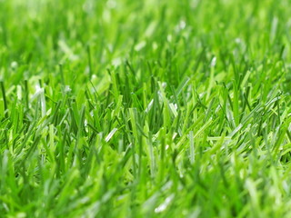 artificial grass garden