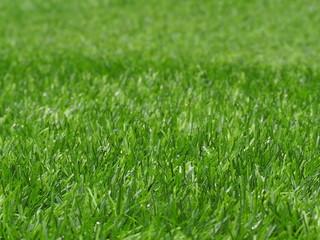 artificial grass garden