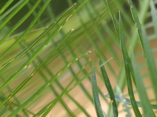 palm, leaves, leaf, background, green, texture, nature, pattern, tropical, plant, natural, beauty, tree, freshness, foliage, dark, summer, color, bright, forest, growth, closeup, abstract, vibrant, ju