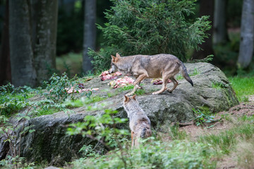 Naklejka na ściany i meble Wolf in the Bavarian Forest National Park, Bavaria, Germany