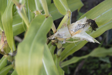 Pollen on corn on fruit.