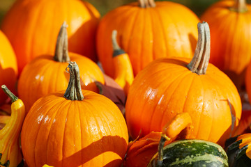 Thanksgiving border background. Autumn Fall background with colorful leaves,