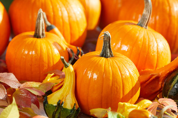 Thanksgiving border background. Autumn Fall background with colorful leaves,