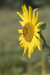 Small sunflower flowers outside.