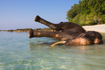 Free, happy elephant, taking a bath lying down in the sea by a tropical white beach