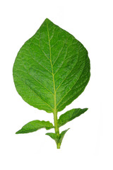 fresh green leaf of potato isolated on white background