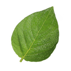 fresh green leaf of potato isolated on white background