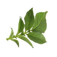 fresh green leaf of potato isolated on white background