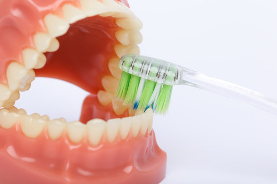 Tooth brush and Orthodontic Model used in dentistry for demonstration and educational purposes. Brushing teeth with toothbrush. Isolated on a white background.