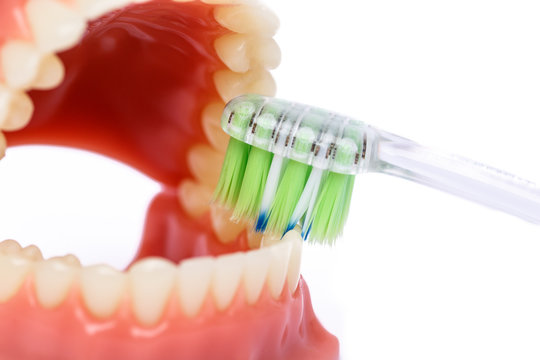 Tooth brush and Orthodontic Model used in dentistry for demonstration and educational purposes. Brushing teeth with toothbrush. Isolated on a white background.