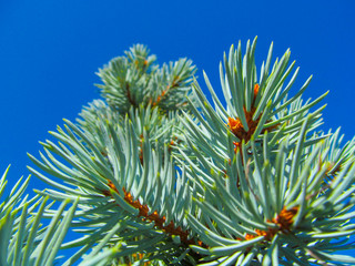 Naklejka na ściany i meble Spruce tree close up. Bright background of coniferous branches with needles lit by natural sunlight against blue sky - Christmas wallpaper concept.