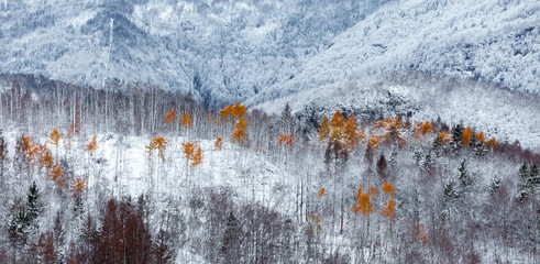 Alberi innevati, Bosco di montagna, Slovenia