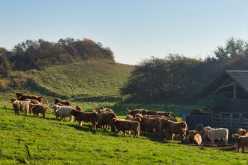 Cows field