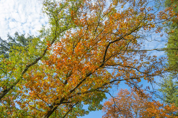 Foliage in a forest in autumn colors in sunlight at fall